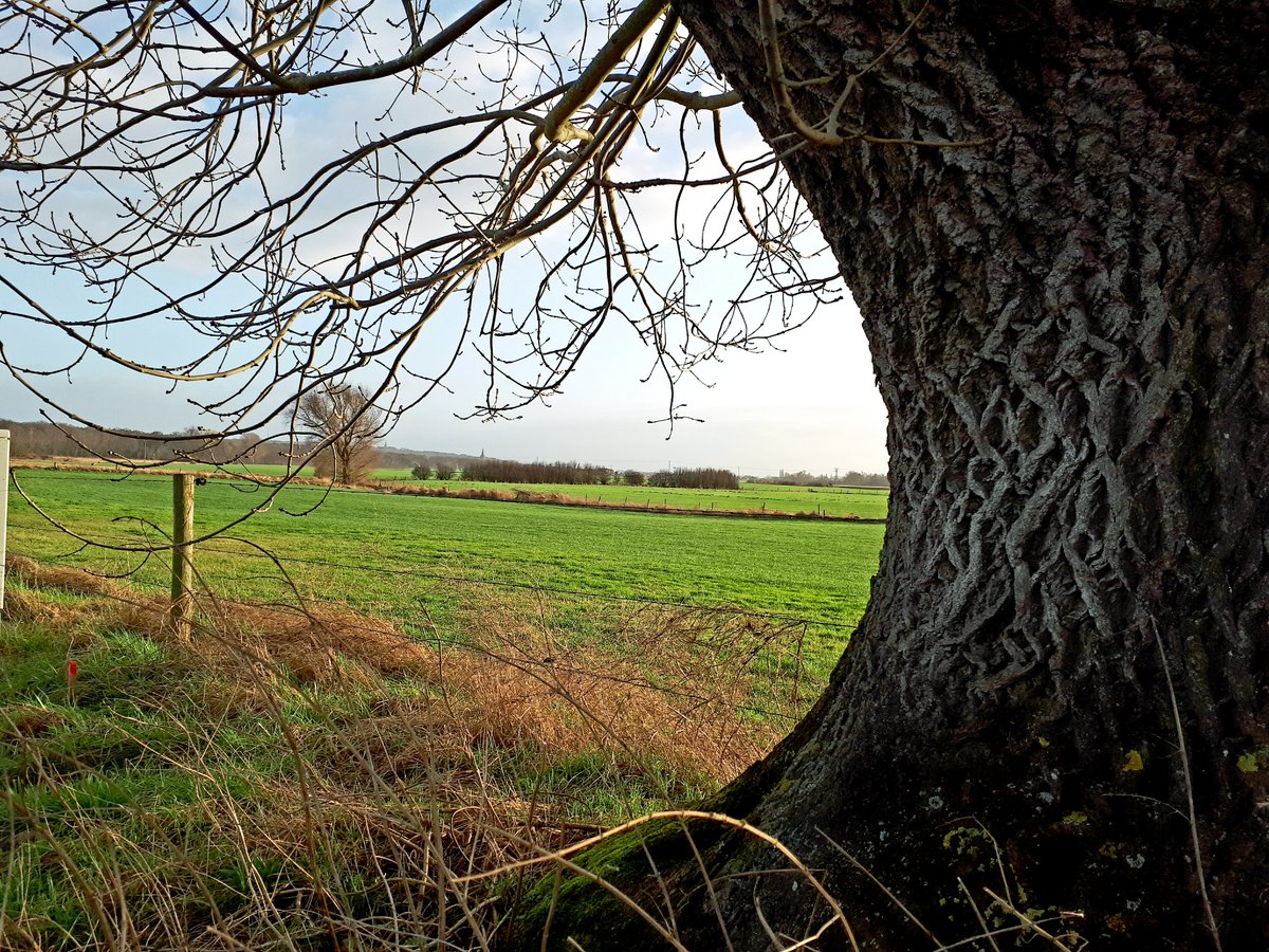 wimhuijser's tweet image. Werkelijk een plaatje van een #knotes, solitair in het uiterwaardenlandschap tussen Elten en Babberich.