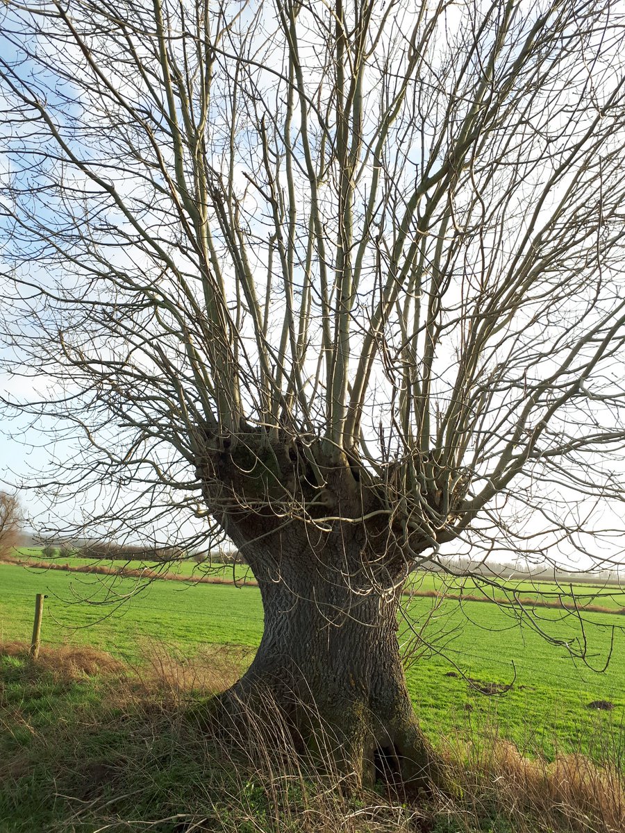 wimhuijser's tweet image. Werkelijk een plaatje van een #knotes, solitair in het uiterwaardenlandschap tussen Elten en Babberich.