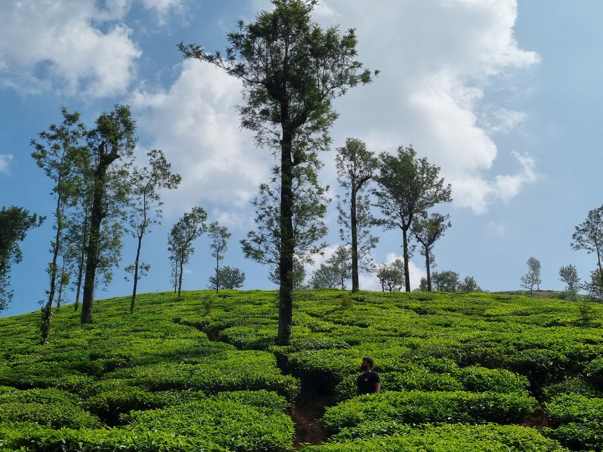 roaring_shetty's tweet photo. Tea-rrefying...#atturchurch #bahubalitemple #teaestate #soormanefalls https://t.co/eNJQqVpT0D