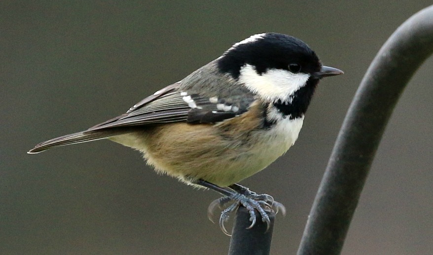 Managed to do the #BigGardenBirdWatch2022 between storms. So many chaffinches, goldfinches, siskins and tits on the feeders it was impossible to get an accurate count.