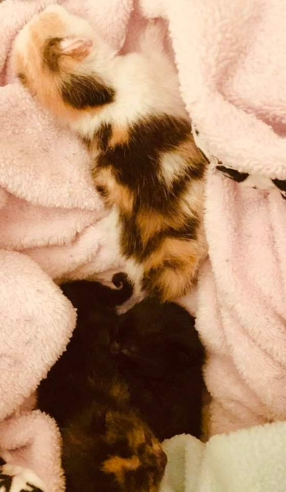 pa_pals's tweet photo. From the PALS Case Files:
Mom was found frozen to death but 3 of 4 babies were still alive. She was a beautiful black mom who gave all she had, including her last fading body heat, to her babies.
The 3 surviving babies are doing well.
#palspets #pals #palscasefiles #catrescue https://t.co/I1d9lILrGm