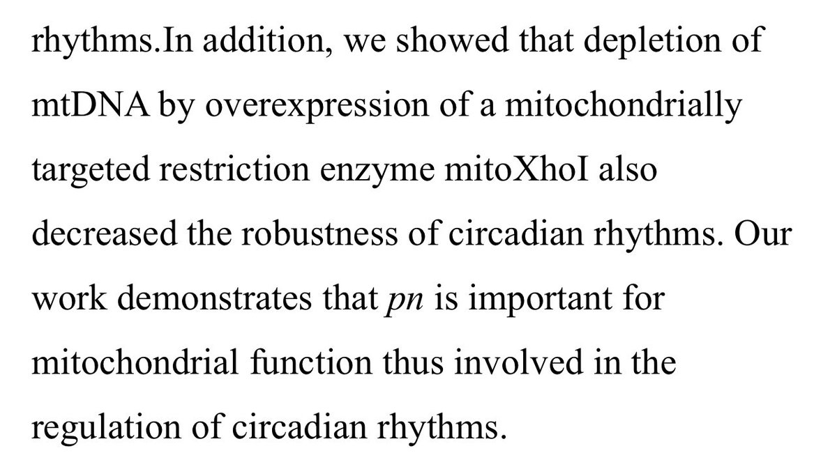 Loss of Prune in Circadian Cells Decreases the Amplitude of the Circadian Locomotor Rhythm in Drosophila  https://www.ncbi.nlm.nih.gov/labs/pmc/articles/PMC6405476/Circadian dysregulation CAUSES mitochondrial dysfunction in flies.