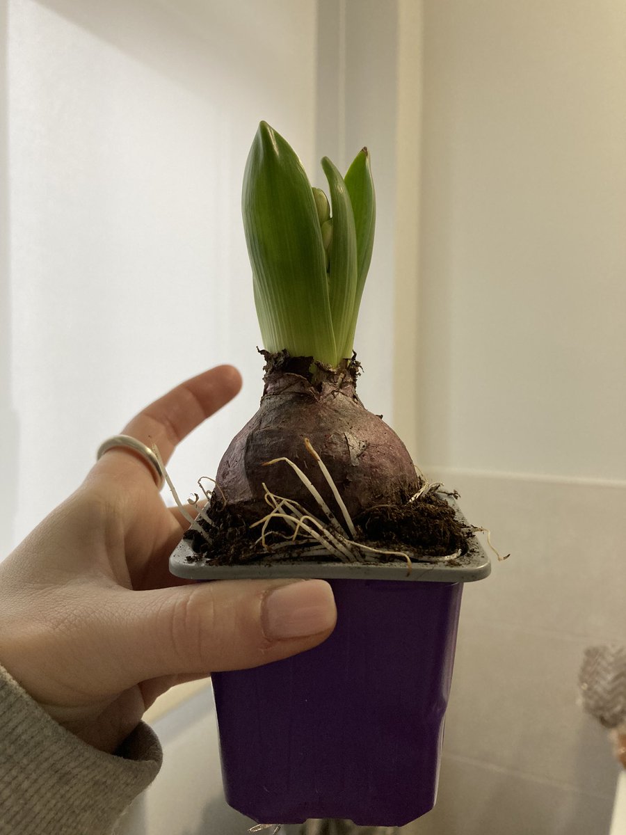 chichitwitt's tweet photo. Cómo lo dejé hace casi 10 días y cómo está ahora que he vuelto a casa ?????? 😳 https://t.co/Mzd30fi3P8