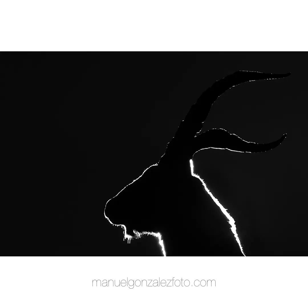 PorfolioNatural's tweet photo. Fotografía obra de nuestro compañero Manuel Enrique González Carmona

"The King "

Recuerda que fotos como esta, las tienes en https://t.co/F92NjUSqrV

#portfolionatural #caprapirenaica #ibex #blackandwhite #minimalism
#bnw #blackandwhite #naturelovers
#fineart #creativity https://t.co/0hauvtO9kW