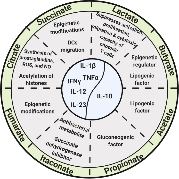 Mitochondria: An Integrative Hub Coordinating Circadian Rhythms, Metabolism, the Microbiome, and Immunity  https://www.ncbi.nlm.nih.gov/labs/pmc/articles/PMC7025554/#!po=0.438596This one is important. Read it. Memorize it.