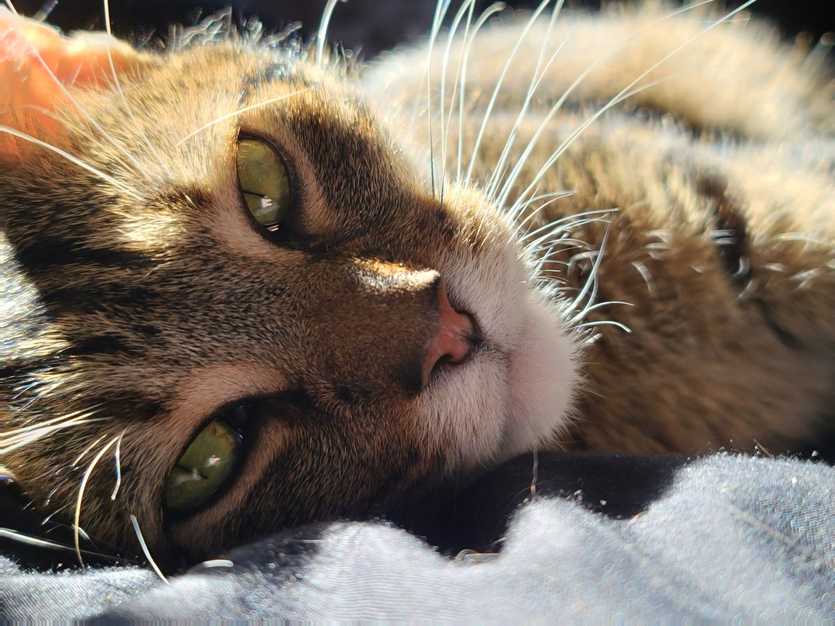 Marcus_TheCat's tweet photo. Mom says I'm a model.

#Caturday #model #CatsOfTwitter https://t.co/O4dsA6TDJJ