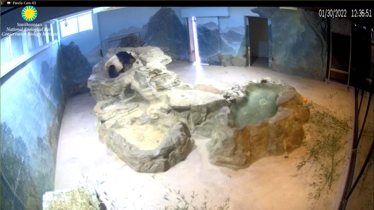 PookieDigi4Ever's tweet image. PAPA!!! He&apos;s back in his own room! 🥰 #PandaStory #PandaCam