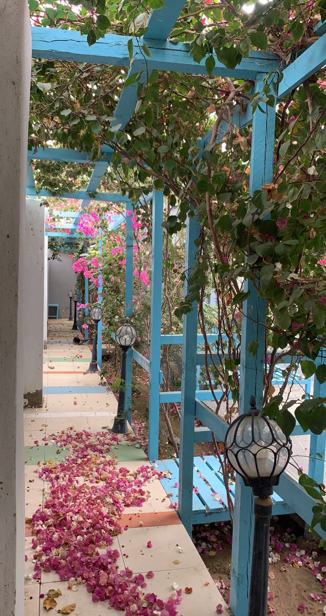 أوراق شجرة الجهنمية وهي تتساقط على الأرض 💐