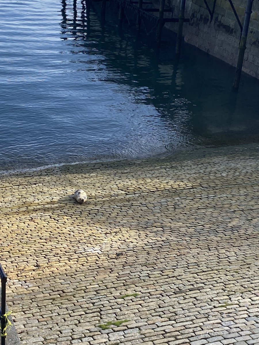 E_E_Carter's tweet photo. “Took my humans for a walk today so I could go swimming, only to find some lazy water pup sleeping in my favourite swimming spot and hogging the place! Not impressed… I had to lick away my tears on the way home” #sleepyseal #ifdogscouldtalk #disappointedpup
#dogsoftwitter https://t.co/NpqoyNNvH2