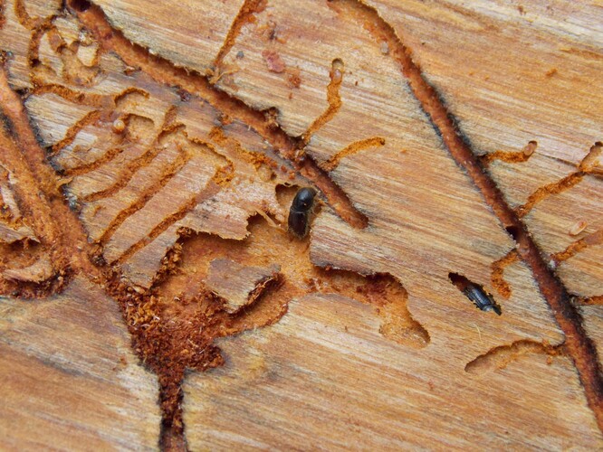 AppWoodr's tweet photo. Modřín je velmi vhodný pro obnovení lesů zaniklých po přemnožení lýkožrouta smrkového🐛 ve smrkových porostech. Bohužel i on už má svého škůdce, který decimuje les.🌲https://t.co/VHr7QDPQZZ https://t.co/VzOBoRAS1H