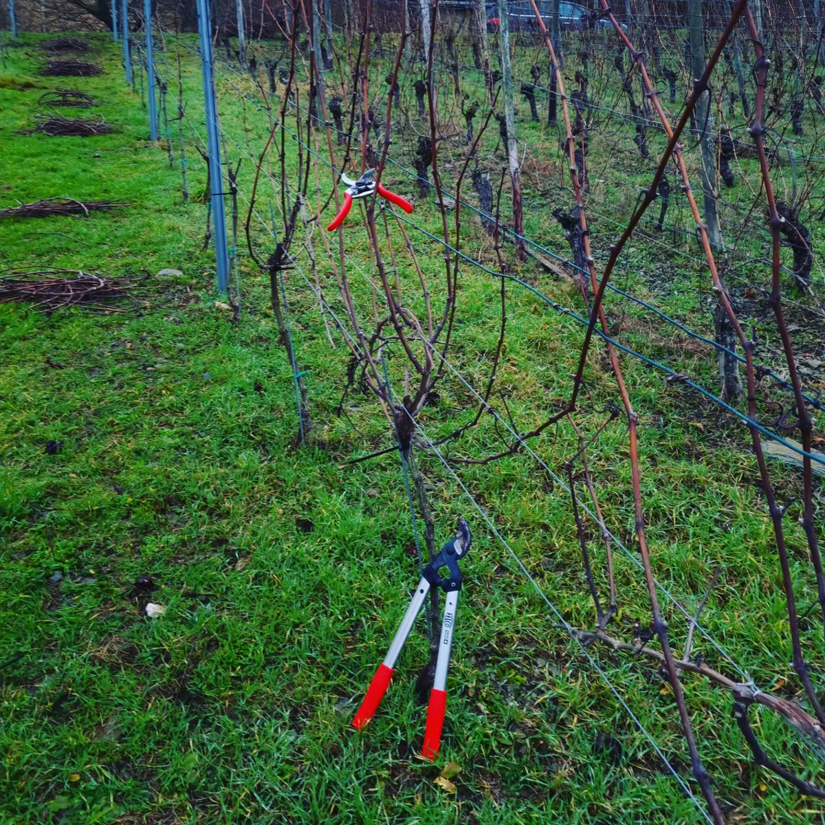 jens_schreiber's tweet photo. Die Saison 2022 hat heute mit dem #Rebschnitt begonnen. #johanniter #jahrgang2022 #winzergenossenschaftloreley #bornich #mittelrhein #wineinprogress2022 #weltkulturerbe
https://t.co/yvUrLsUoAh https://t.co/5XB50wyi47