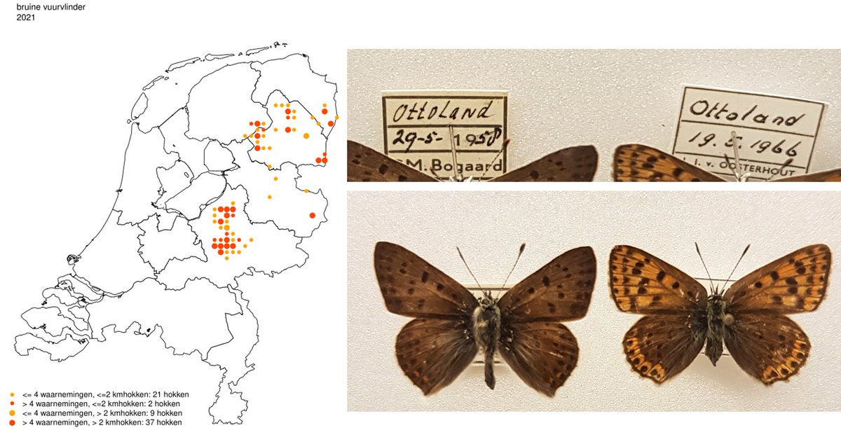 In Museum Natura Docet zagen we twee bruine vuurvlinders uit Ottoland (Alblasserwaard), het vrouwtje pas uit 1966. Niet veel later zijn ze daar verdwenen. Helaas gaat de achteruitgang van deze soort nog door, hij is nu ook bijna weg uit Overijssel.