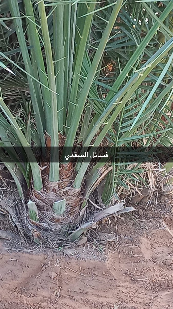 للبيع #فسائل #نخيل مع شهادة #الزراعه وتصريح النقل الموقع الغاط واتساب 0552110869
فسائل #مجدول
فسائل #صقعي
( الكميه محدودة )
👈الاستلام في المزرعه لايوجد توصيل
👈الاسعار حسب الكميه 
👈حجم الفسائل المشتري يختار بنفسه