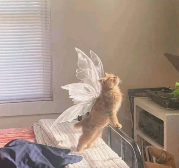 WholesomeMeme's tweet photo. https://t.co/YpeZmt0Lc3