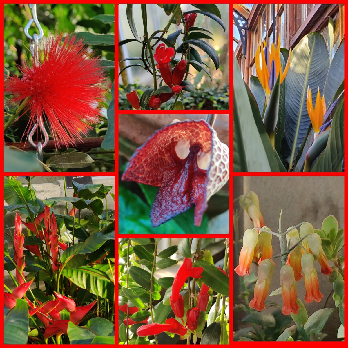 IsabelJ67932010's tweet photo. #CUbotanicgarden glasshouse for #sevenonsunday. Clockwise L-R: Calliandra haematocephala (pink powderpuff), Aeschynanthus pulcher (lipstick plant), Strelitzia reginae, Kalanchoe marneriana, Aeschynanthus javanicus, Heliconia stricta (lobster claw) &amp; Aristolochia salvadorensis https://t.co/xL7YxH53pj