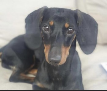 millypod1's tweet photo. NELLY HOME SAFE. THANKS FOR RT'S 😊🐕🐾

29 JAN 2022 #Lost NELLY 
Black And Tan Dachshund Female
Sightings Aldershot Road &amp; Duke Of Wellington Statue 
#Aldershot #Hampshire #GU11
SIGHTINGS PLZ**
https://t.co/qbmkQkcHIz https://t.co/QN782Po8Ni