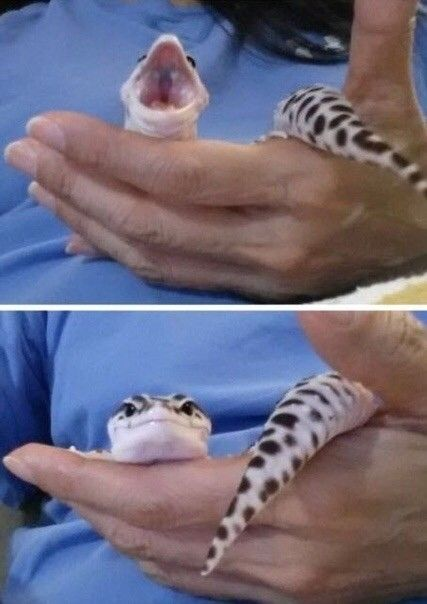 WholesomeMeme's tweet photo. https://t.co/9TsI4H35zX