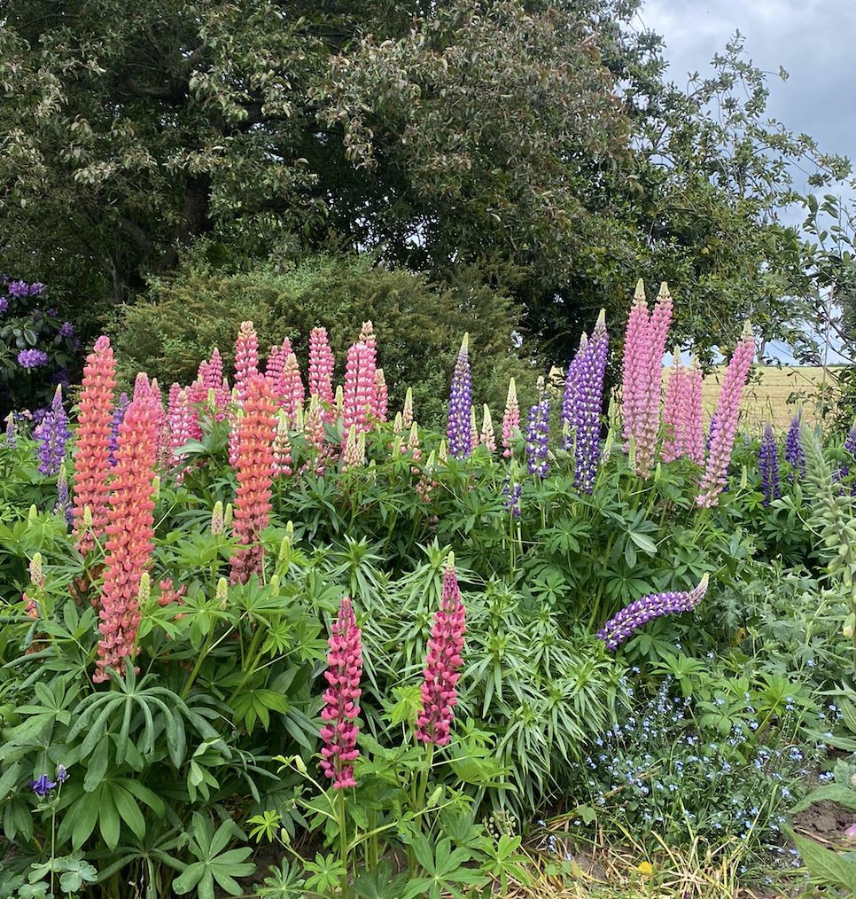 Today we're throwing it back to our thriving lupins in summer. 

They were looking amazing thanks to #EcoGroBloomer, our natural plant food for flowering plants! 🌼