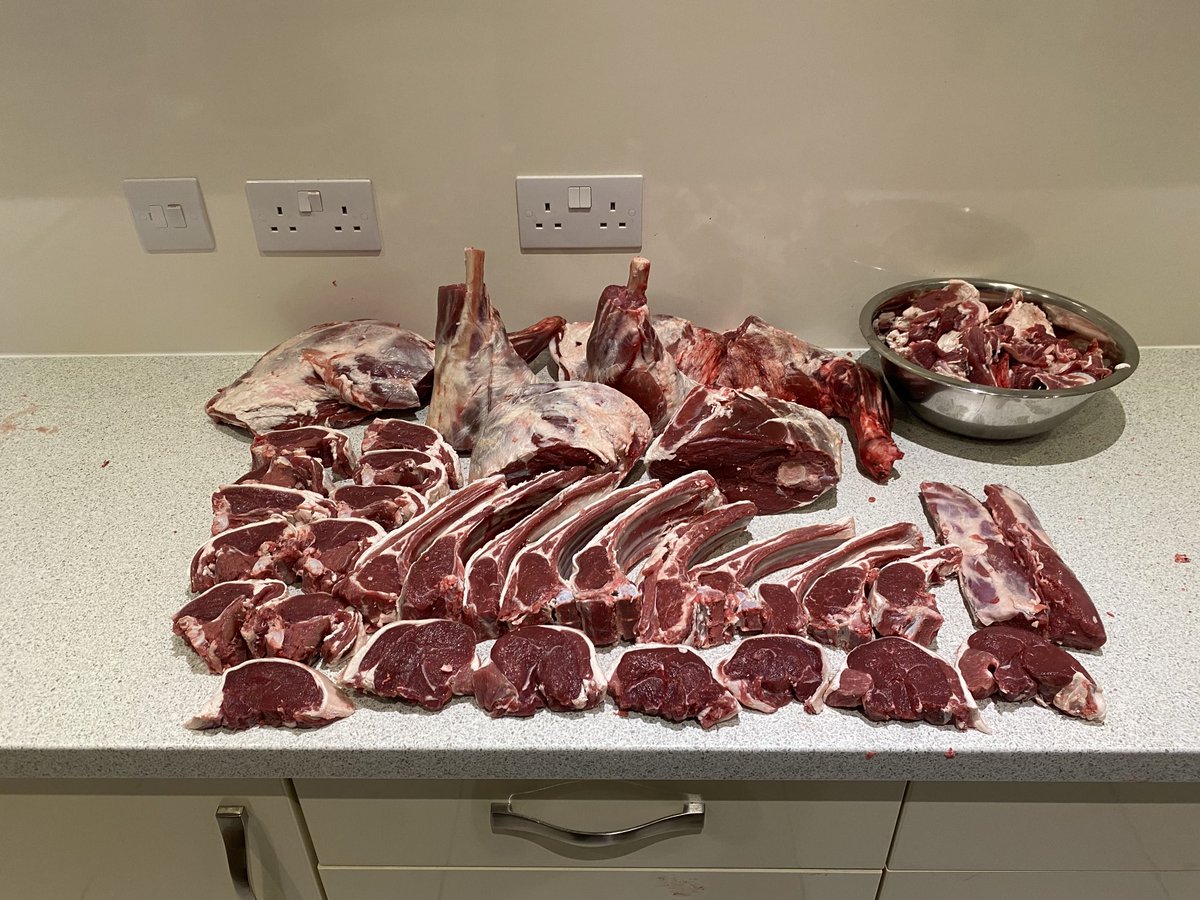 Sadly not as quick as ⁦<a href="/ScottReaProject/">Scott Rea</a>⁩ but not bad for a first lamb. Bit different to doing a deer.