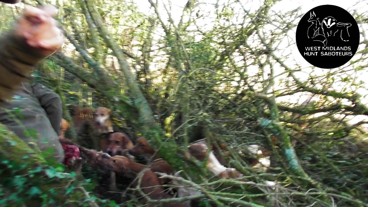 Yesterday the #WarwickshireHunt killed another fox. This is the 5th time we have filmed them killing wildlife since September.

Sabs were assaulted by terriermen as they made their way towards the hounds and again when sabs tried to get to the body.
