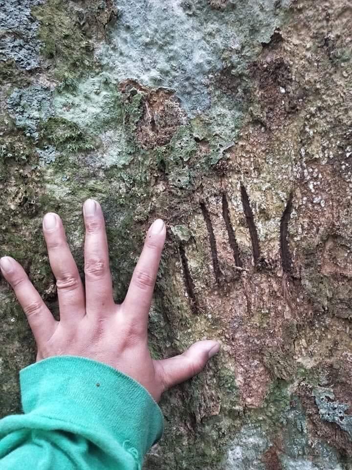 New data! We will process the data and share what we have found as we go. Here is a "small" hint to what we may have found :)

#conservation #wildlife #wildlifeproject #protectourwildlife #conservationproject #Indonesia