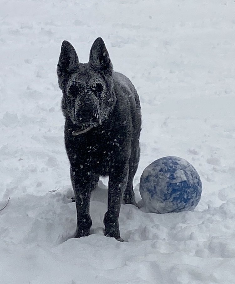 Retired K9 Argo really enjoyed himself yesterday during the storm