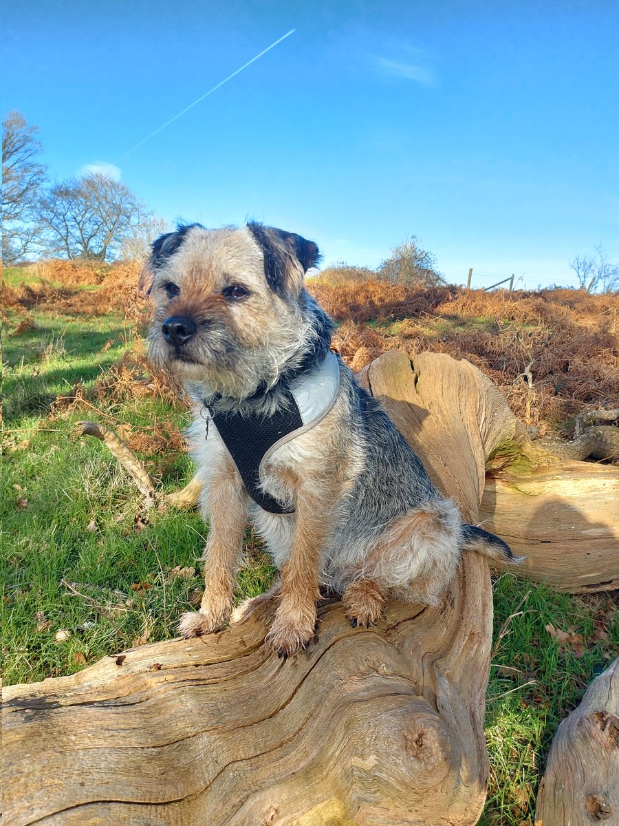BarneyBooBT's tweet image. I just wanted to say Hello! to everyone 👋 I had a lovely walk today and Mum says I look cute! 

How is everyone in BT land? 

#BTPosse #BorderTerriersOfTwitter