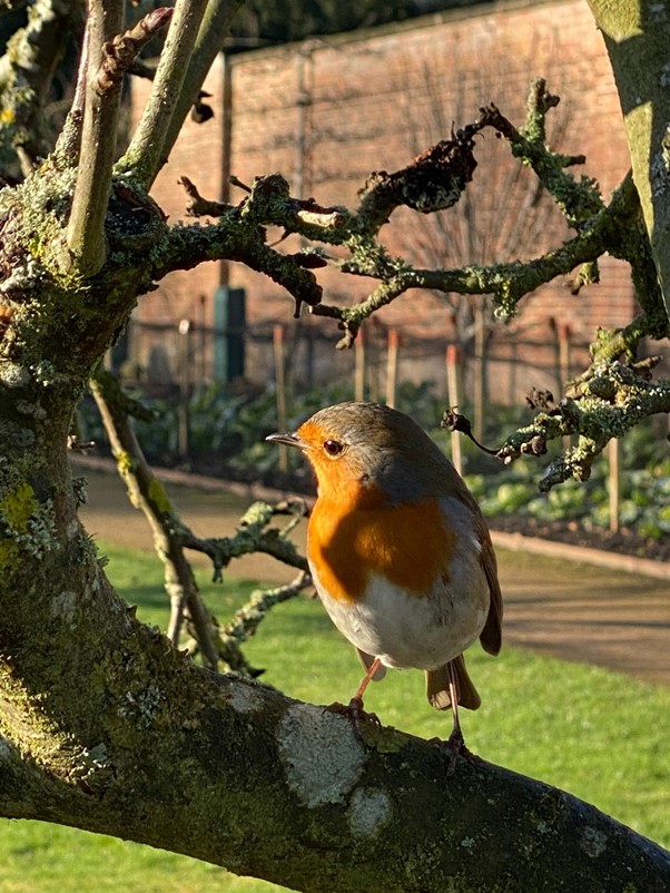 Ever get the feeling you are being watched?  Our gardeners often have the welcome company of Robins during winter.  They shadow the team hoping we will uncover tasty worms and grubs.  This wholesome snap was taken by Lynn, a valued Garden Volunteer.