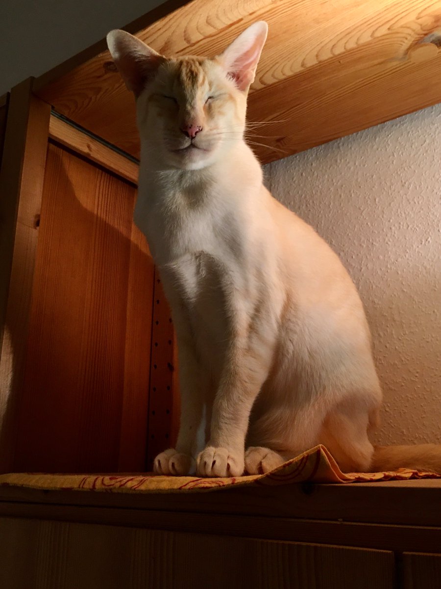 Nighty night my sweetheart <a href="/BengalWilma/">Wilma & Frank 🌈 & Nell The Bengals</a> 🌹❤️