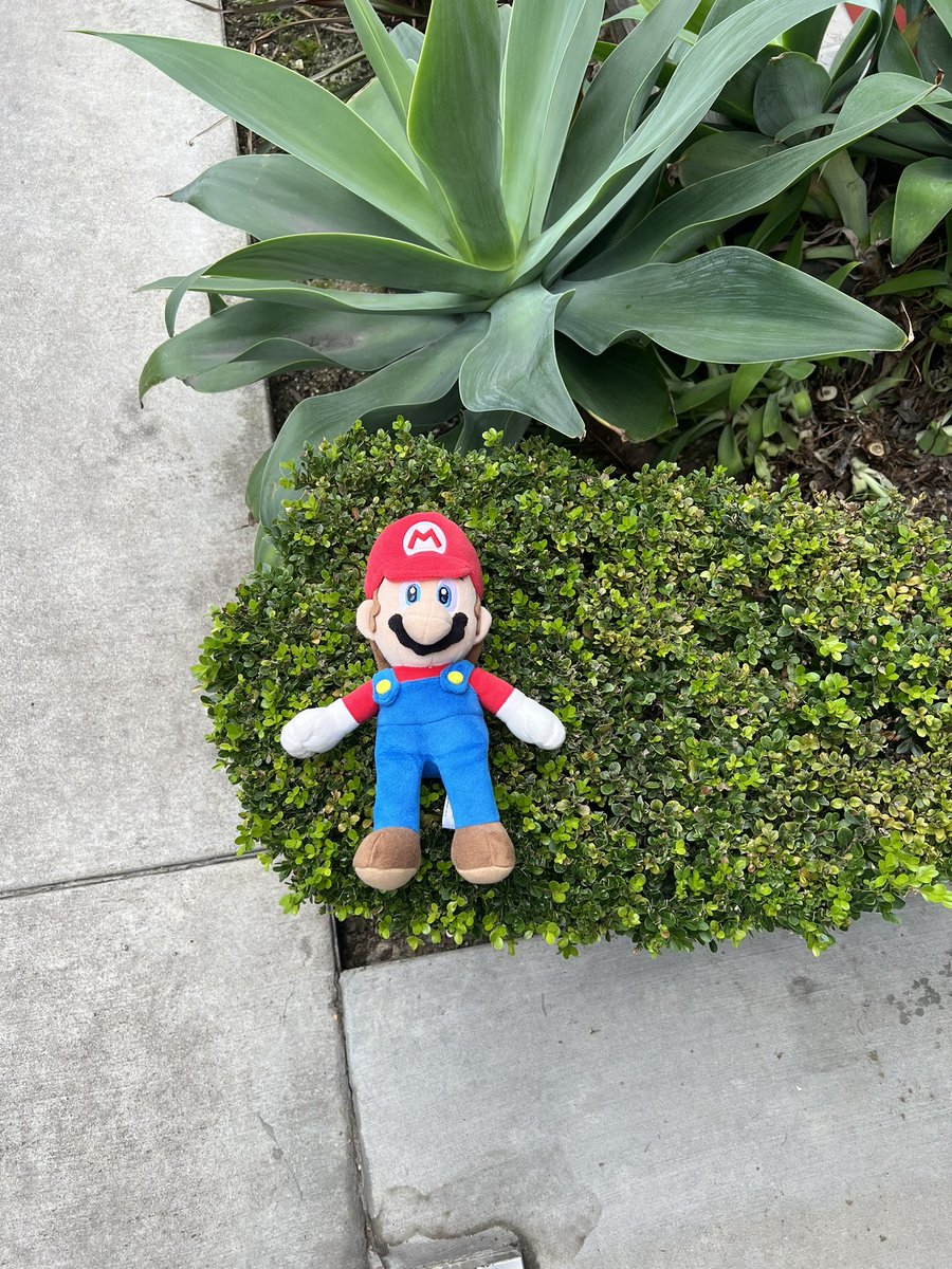 CarolynBKennedy's tweet photo. I’ve heard of “Where’s Waldo?”, but not “Where’s Mario?”😂 But I guess I found him… on a shrub… by the sidewalk… in Beverly Hills…lol (PS. My old-time gaming skills took over, I looked carefully before walking away: no banana peel nearby😉)

#WheresMario #onmywalk #SuperMario https://t.co/dLBts4UQDv