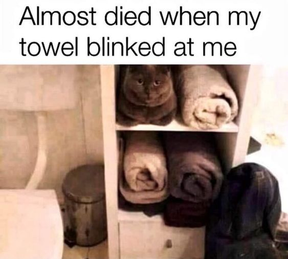 WholesomeMeme's tweet photo. https://t.co/V9xW0cTauA