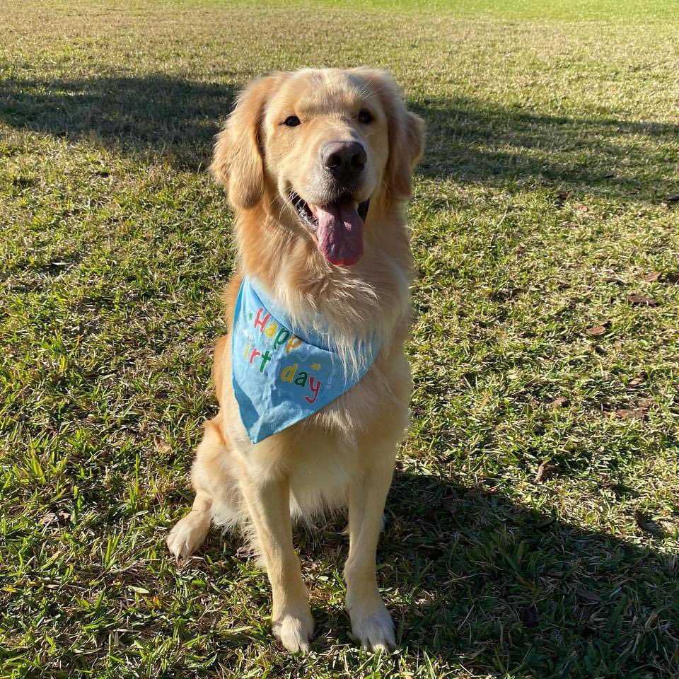 LuketheGolden1's tweet photo. Im 2 today!🎂 https://t.co/NofDxBFT6k