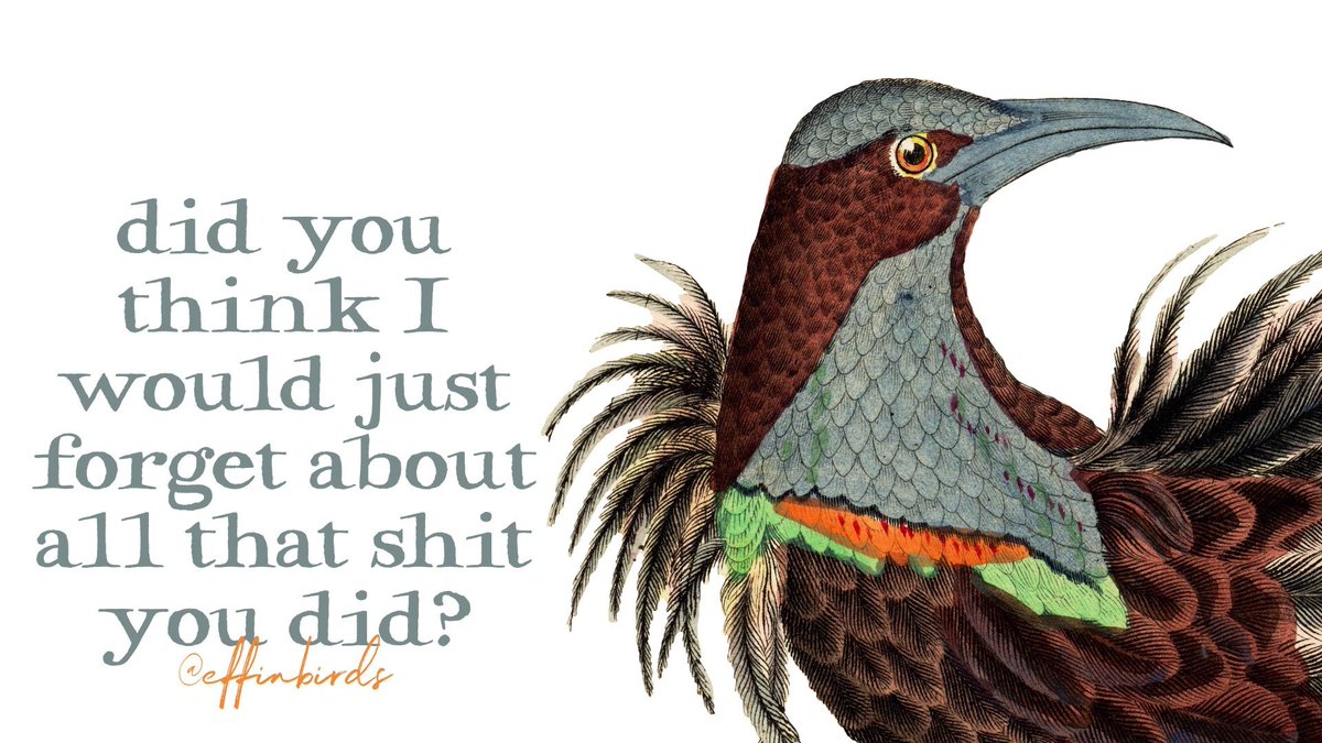 Effin' Birds (@effinbirds) on Twitter photo 