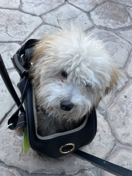 Giuseppe is outgrowing his purse 🥲 https://t.co/KXEDjtBn8U<a href="/tag/oscars"class="tags"><span>#oscars</span></a><a href="/tag/theslap"class="tags"><span>#theslap</span></a><a href="/tag/whereisthelie"class="tags"><span>#whereisthelie</span></a>