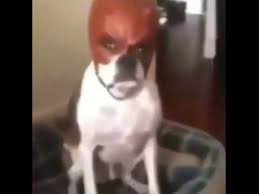 Anrkee_'s tweet photo. @a_centrist_15 @cheetah How you thought posting this https://t.co/1Hz8BDa4nB