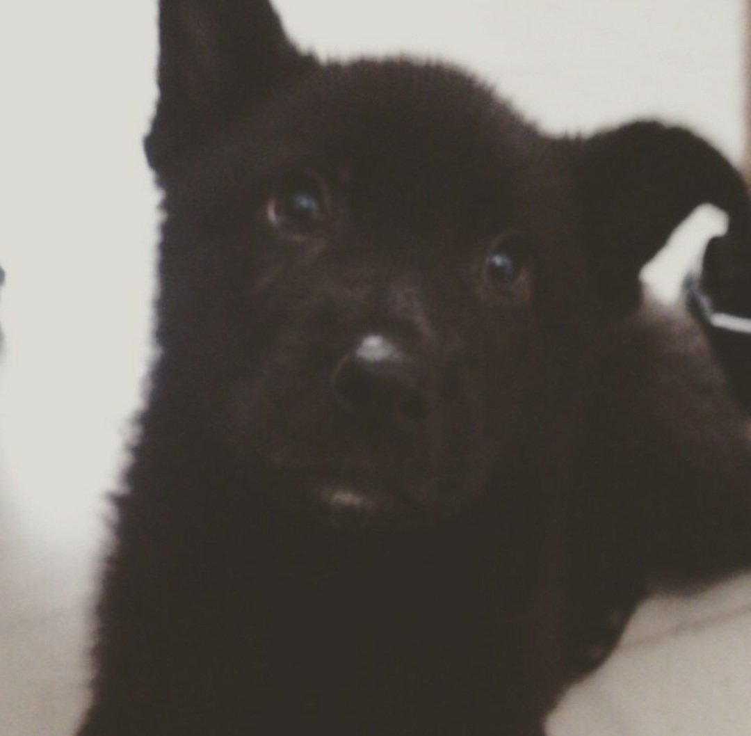ZombieWeasel's tweet photo. Creo que, teniendo en cuenta que mañana es lunes (y que yo tengo guardia, DESGRACIA!!), todos necesitamos fotos de Angus bebé y Angus infantil. 
De nada. https://t.co/8jlTgEZqMm