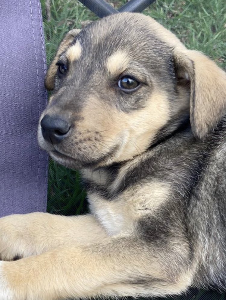 Este señorcito apareció hoy en mi camino y busca una familia que lo quiera y lo cuide toda su vida. 

Tiene un carácter hermoso 🤩. 

Se entrega desparasitado y esterilizado.