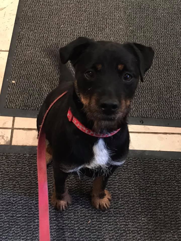 epsomcanine's tweet photo. Biscoff aged 3, terrier, is looking for his forever home within 20 miles radius of J8 M25 Surrey UK. This limit set as tiny charity of volunteers offering lifelong support if needed. Friendly with other dogs. Scent driven so secure high fence a must! https://t.co/MEAh4IZGTT https://t.co/6yQ5EDkM37