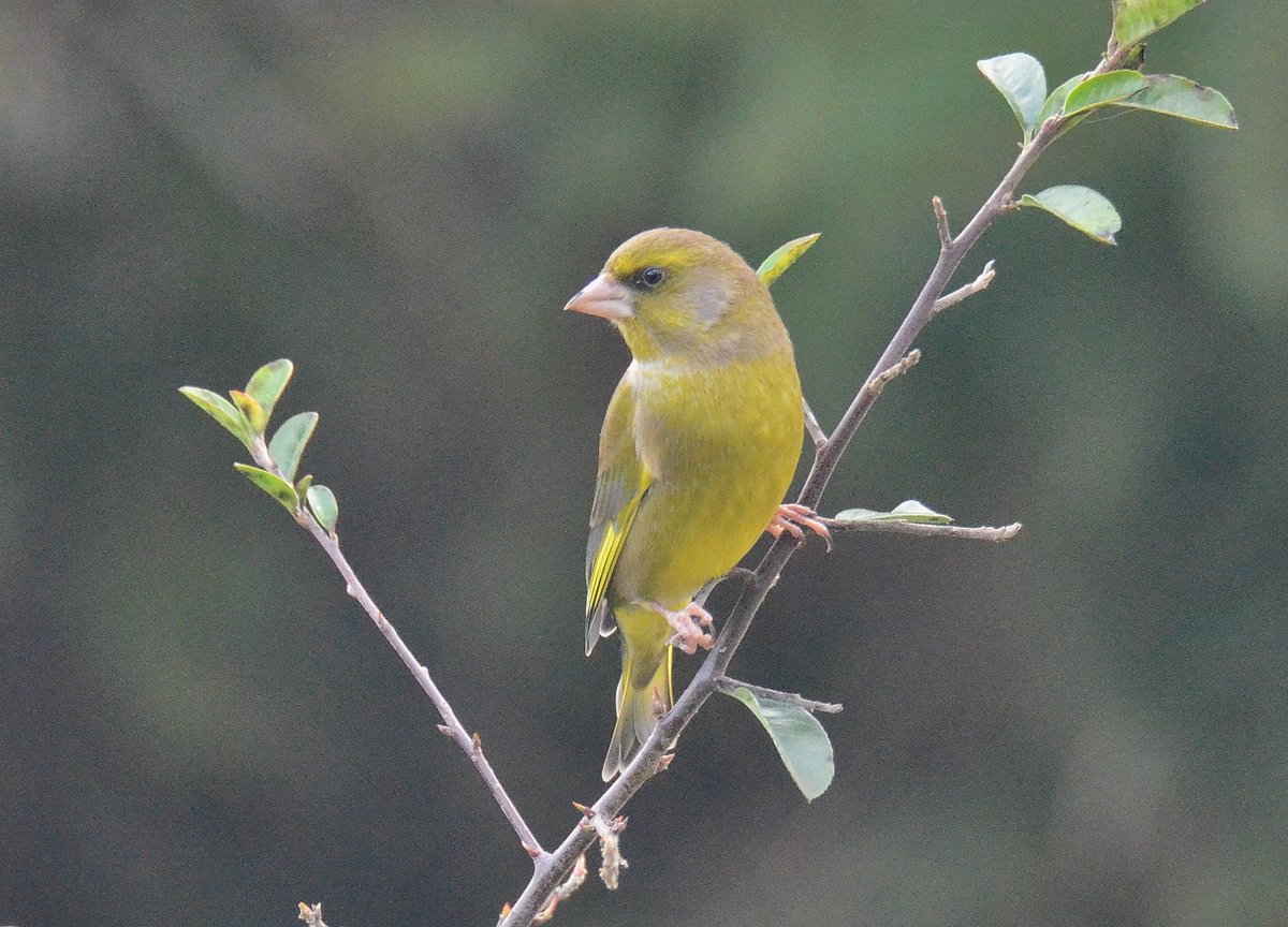 Dom Gwilliam-Bell tweet media