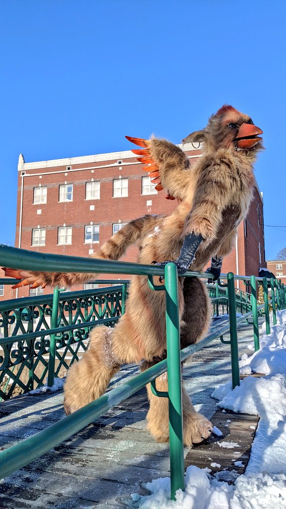 Shimmercatt's tweet image. Being a snowbird can be..a struggle.. 🐥❄️⛷️

#clockworkcreature #tierneygryphon #fursuit