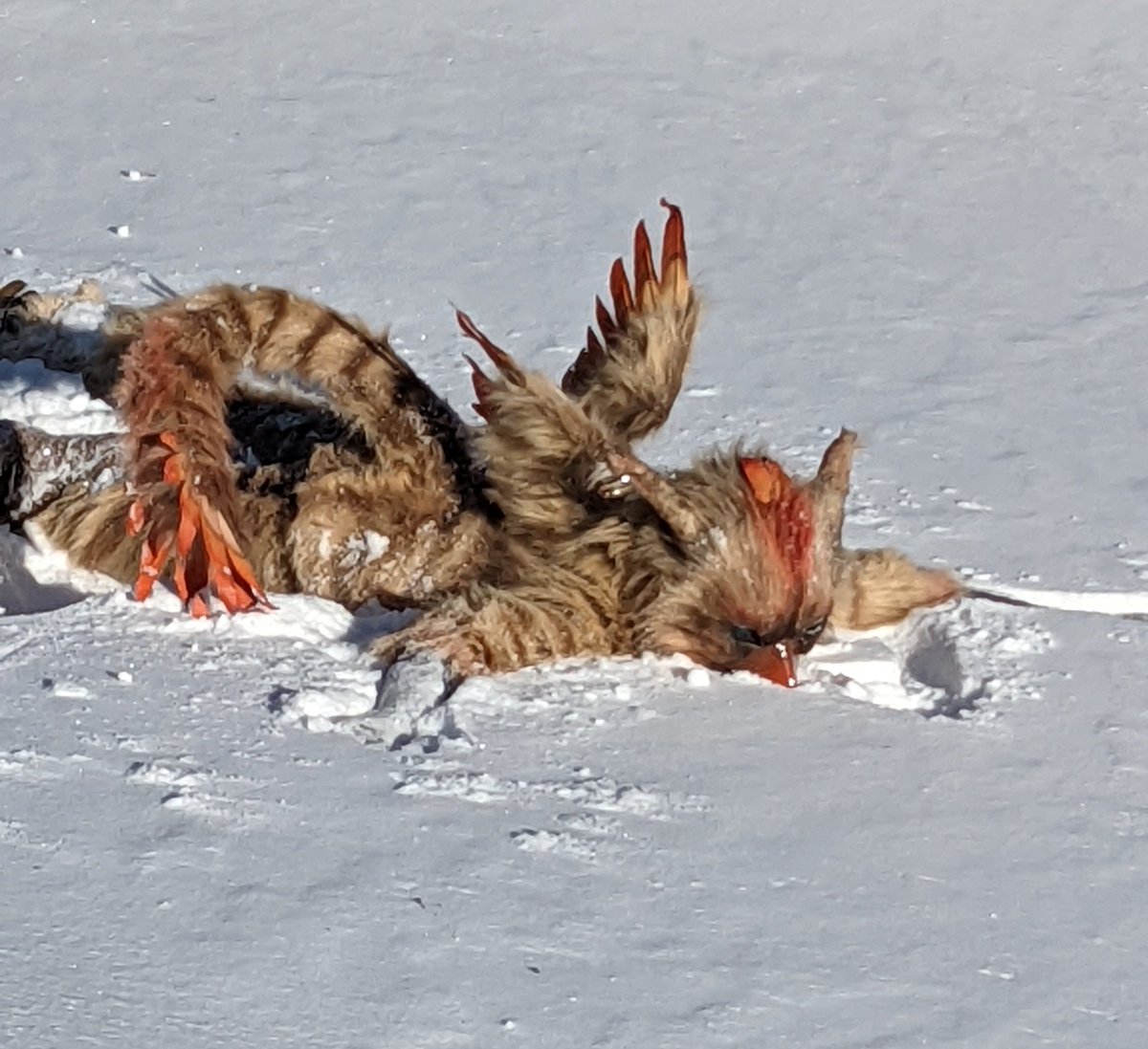 Shimmercatt's tweet image. Being a snowbird can be..a struggle.. 🐥❄️⛷️

#clockworkcreature #tierneygryphon #fursuit
