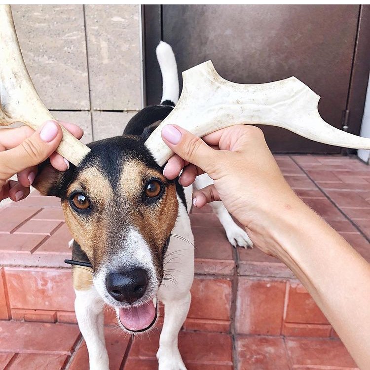 VladVrublevski's tweet photo. A dog is a true friend and devoted helper of a person. She has proved this for many millennia and proves it hourly to this day. "A dog is the only creature on earth that loves you more than himself," said writer Josh Billings. https://t.co/kr22Zve2NI