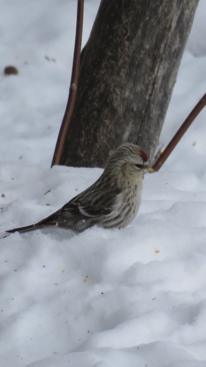 puttsandmutts's tweet photo. Redpolls! #BorealBirds #Redpolls #BackyardBirds #WinterBirds #TwitterNatureCommunity #BirdsOfMinnesota https://t.co/IXe9QnOw3b