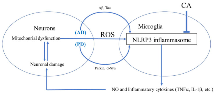 ncbi.nlm.nih.gov/labs/pmc/artic…
#COVIPERSISTENTE  #ALZHEIMER #Parkinson 
Inflamación mediada por microglial en trastornos neurodegenerativos. Varias proteínas mal plegadas de las neuronas u otros tipos de células desencadenan la inflamación microgliaarias.
<a href="/CIR_LongCovid/">🟣 CIR LongCovid</a>  <a href="/alanluisjb/">Alan Juárez Belaúnde</a>