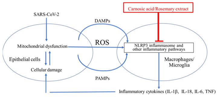 La tormenta de citoquinas contribuye al SDRA en los pulmones y posiblemente en el cerebro de los pacientes con COVID-19. El inflamasoma NLRP3 es, un objetivo farmacológico plausible para el tratamiento del SDRA  y del daño cerebral #covdipersistente <a href="/SaraGilEdwards1/">Sara Gil Edwards</a>