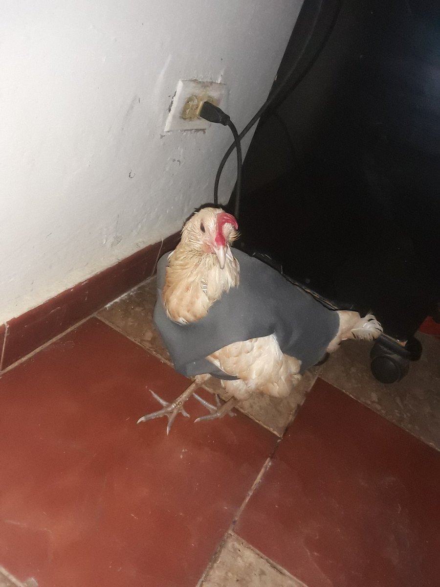Mochilo🍌🎒 tweet media