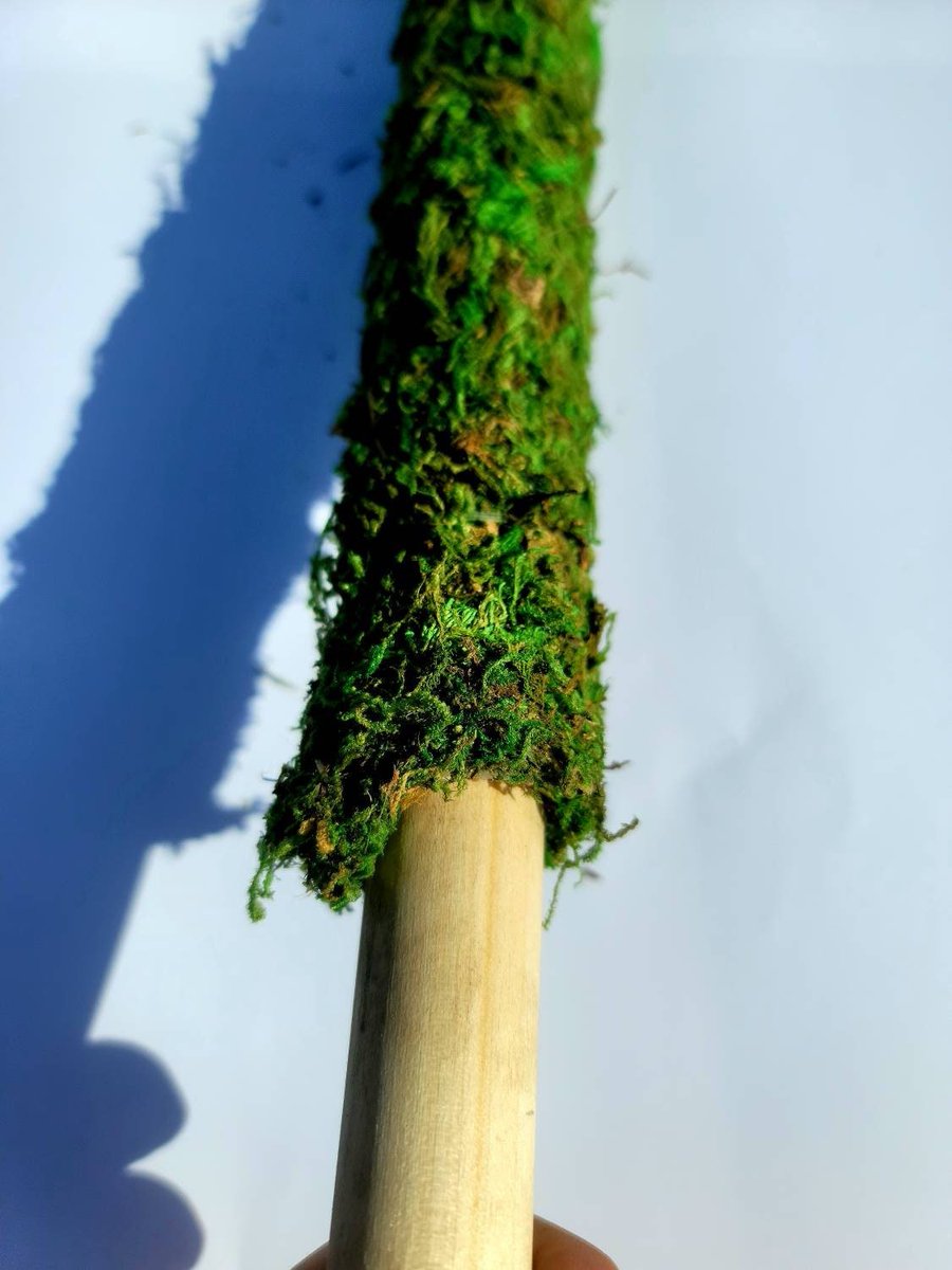 ConcreteChefs's tweet photo. NEW NEW NEW!!!!
SO Excited to share the latest addition to my #etsy shop: #Handmade #Stackable #Spanish #Moss #Pole #Plant #Support #Stake For #Climbing #concretechefsgarden #concrete #chef #garden #MossPoles #spanishmoss  https://t.co/l9ivY9GbN8 https://t.co/DdLgxesEwL