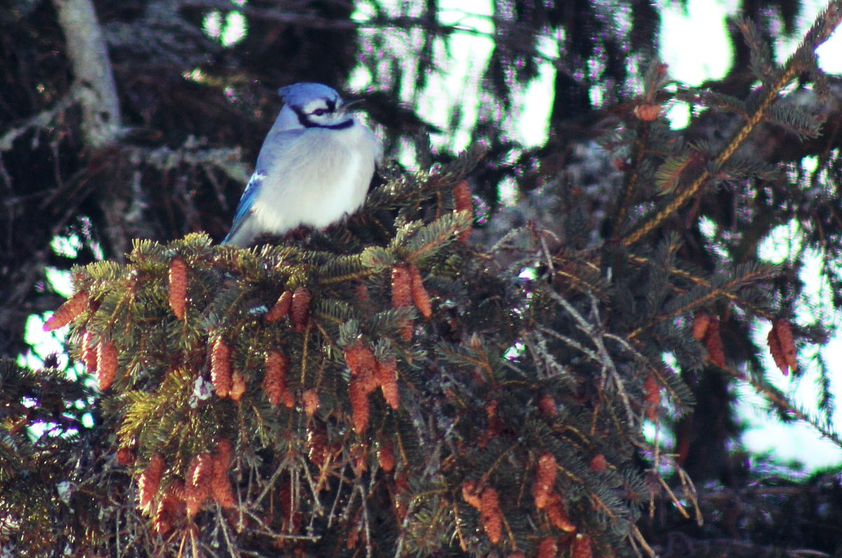 chelez68's tweet photo. If you get out of the window, I'm hitting that feeder hard. #bluejay #wildlife #birds #birding #birdphotography https://t.co/bGvOSflc8H