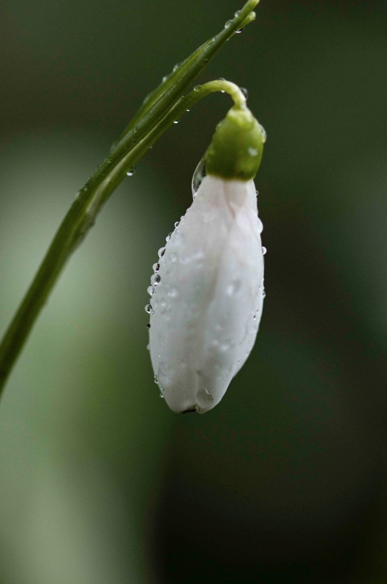 gav_pat's tweet photo. Early morning the first of the #snowdrops are in flower covered in tiny dewdrops simply the most beautiful
•
#january #flower #wildflowerhour @wildflower_hour #snopdrop #wildflower #naturalised #flower #january22 wildflower_hour https://t.co/hGZ40b16tU
