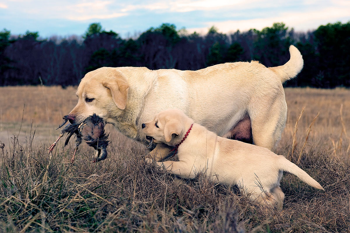 OUTDChannel's tweet photo. Numerous puppies appear at holiday time, but how do you help your older dog cope with the new addition to the pack? The team at @GunDogMag shares tips at https://t.co/WfwntJGO1t. (📷 Jerry Imprevento) #Puppy #HuntingDog #DogTips #GunDog #DogTraining https://t.co/9wahIZDmKs